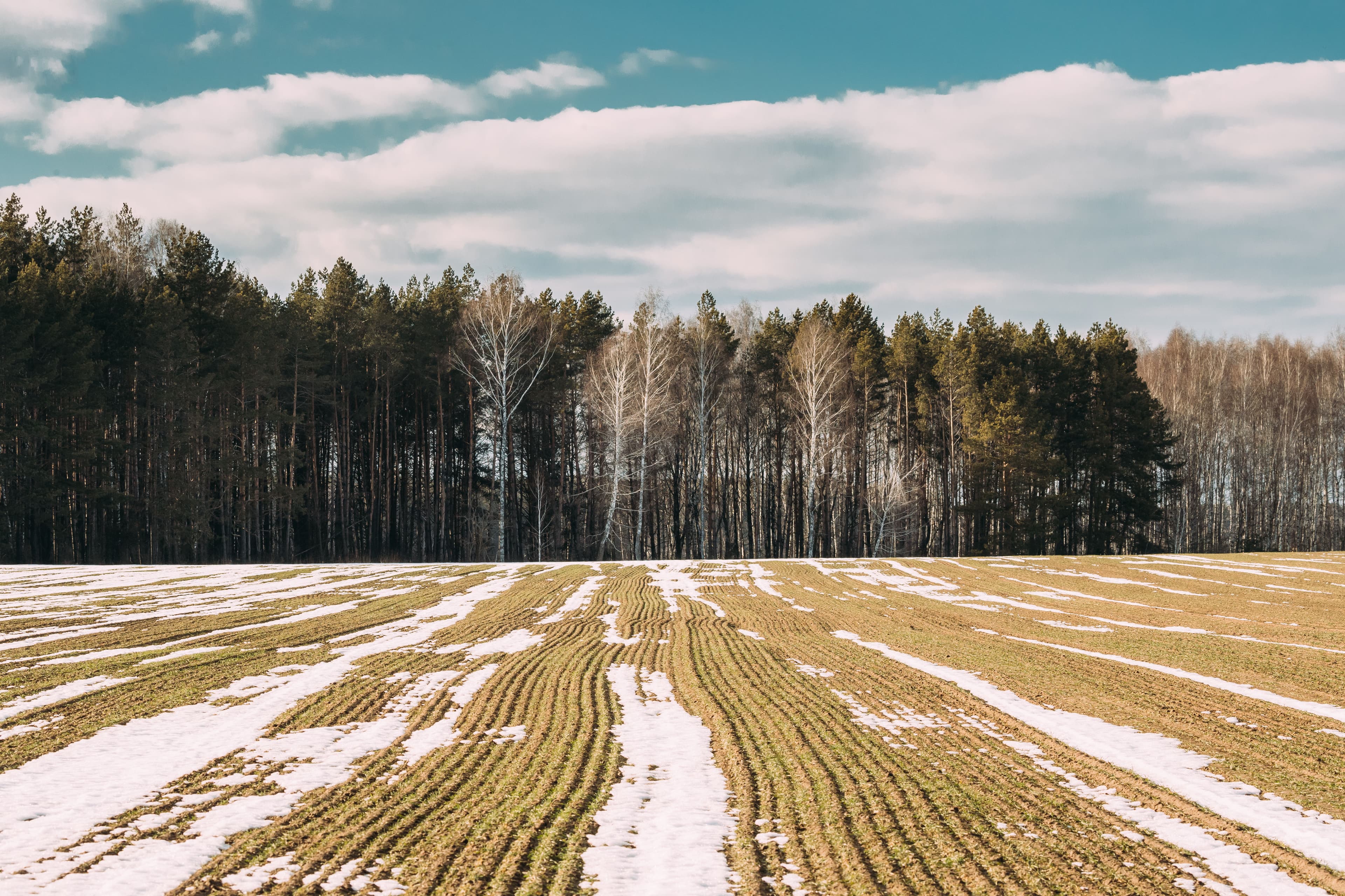 Bare Ground Management image